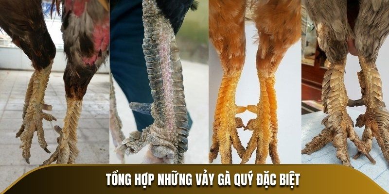 Tổng hợp những vảy gà quý đặc biệt