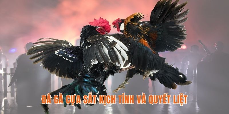 Đá gà cựa sắt đầy quyết liệt