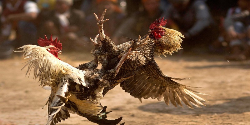 Giới thiệu vài nét về trường gà thomo