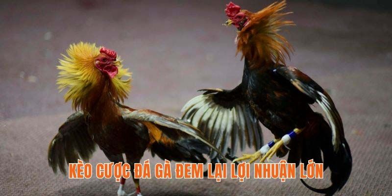 Kèo cược đá gà đem lại lợi nhuận lớn