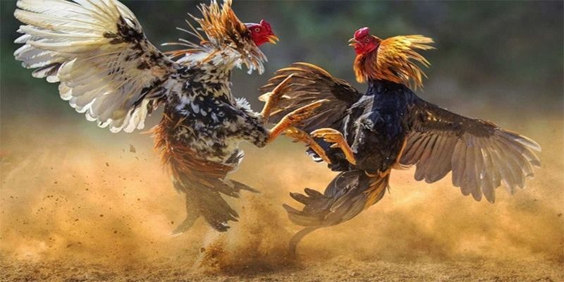 Lý do trường gà thomo luôn được xem là địa điểm cá cược hàng đầu?