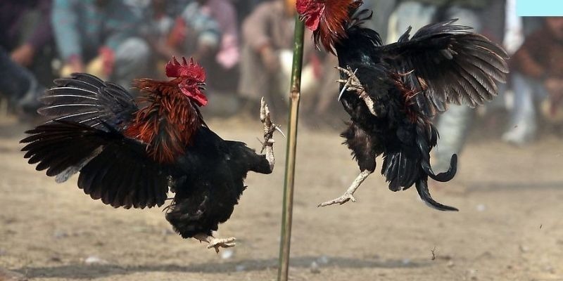 Một số điều cần nắm khi cá cược tại trường gà thomo